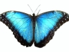 Butterfly8.jpg